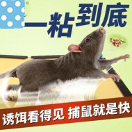 如何使用粘鼠板成功滅鼠？
